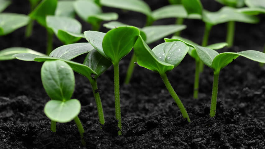 Fresh Green Plants Growing In Time Lapse Sprouts Germination From Seeds In Soil Beautiful Agriculture At Springtime 
