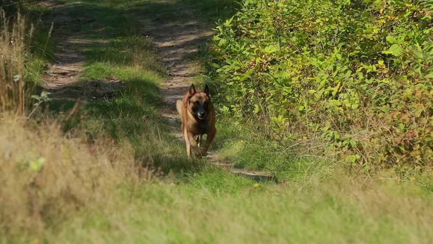 Slow Motion Of Malinois Dog Running On Grass. Belgian Sheepdog Before Training. Belgian Sheepdog Are Active, Intelligent, Friendly, Protective, Alert And Hard-working. Belgium, Chien De Berger Belge Royalty-Free Stock Footage #1107507717