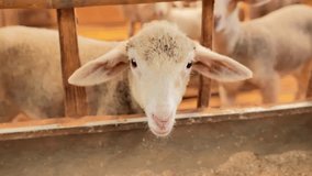 A beautiful chubby little sheep in a wooden pen looks at the camera while munching on feed, videoed at close range. The sheep looks healthy.