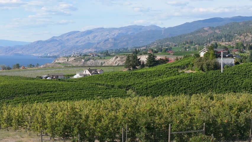 view of vineyard with Okanagan lake in the background