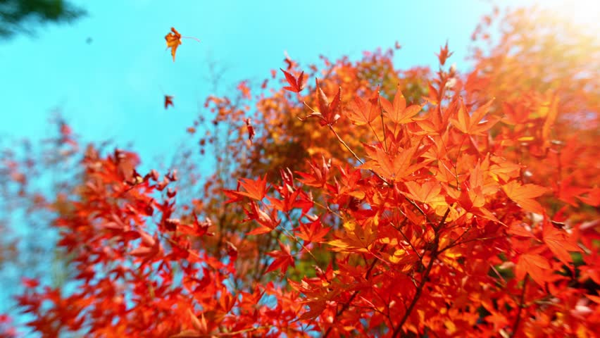 Super Slow Motion of Autumn Red Maple Leaves Wavering and Falling Down. Macro Shot. Filmed on High Speed Cinema Camera, 1000 fps. Beautiful Autumn Moody Colored Background. Royalty-Free Stock Footage #1107514279
