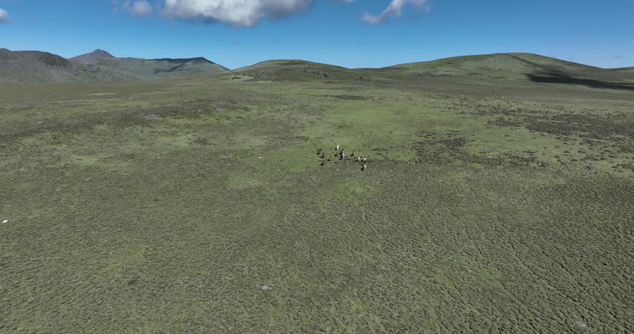 Horses running in beautiful high altitude grassland in China