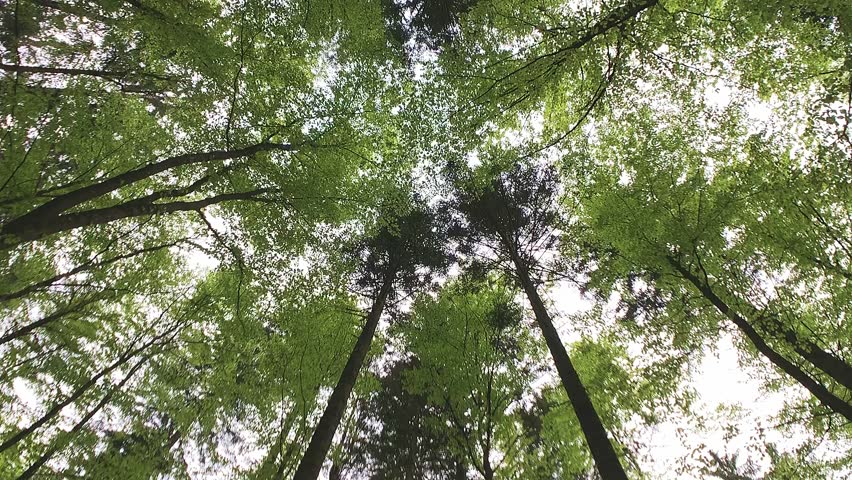 rotational shot straight up into the crowns of forest trees with lush bright green leaves against the sky