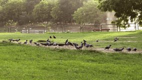 4K Video : Flock of pigeons flying in the nature.  