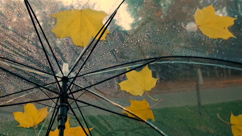 Umbrella rain autumn leaves park. Selective focus. Royalty-Free Stock Footage #1107524477