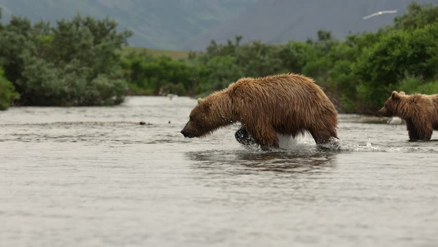 Brown Bear Fishing for Salmon in Katmai, Alaska