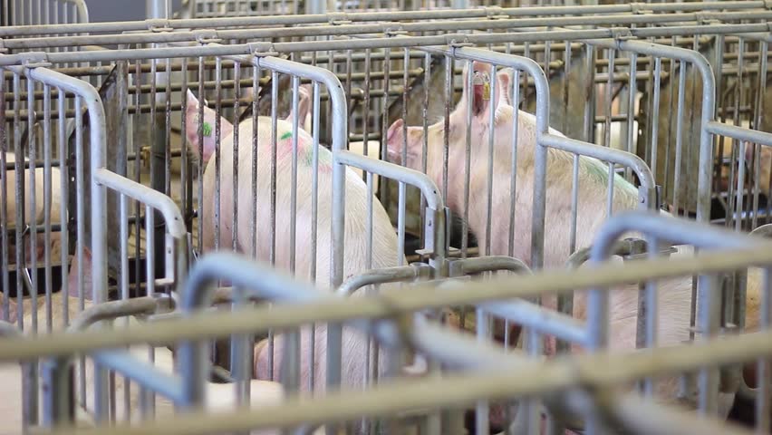 Pigs in the farm - close up. Sows in cages for farrow with piglets. Livestock breeding, swine in the stall