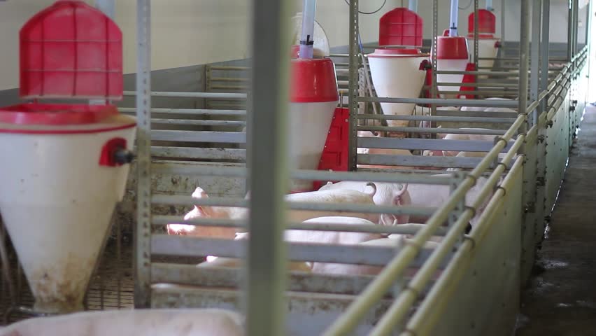 Pigs in the farm with box feeder - close up. Group of mammal feeding in pork farm. Livestock breeding, swine in the stall