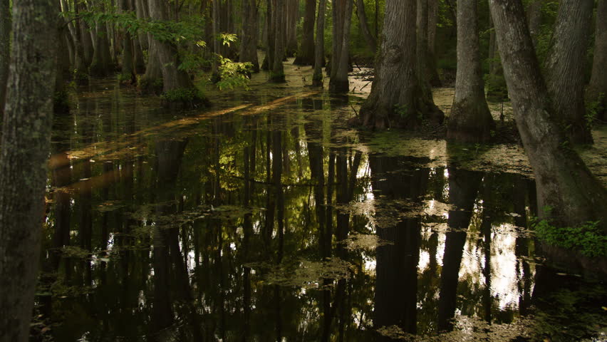 Cypress Swamp Bayou in Mississippi