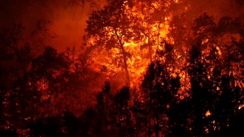 Big forest fire burning trees. Wildfire destroying natural habitat. the intensity of nature’s wrath with our stunning footage of wildfires, wildfires spreading through forests, bushfires.  Royalty-Free Stock Footage #1107541837