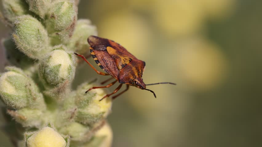 Close up shot of Halyomorpha halys - Brown marmorated stunk bug in flower in wilderness
