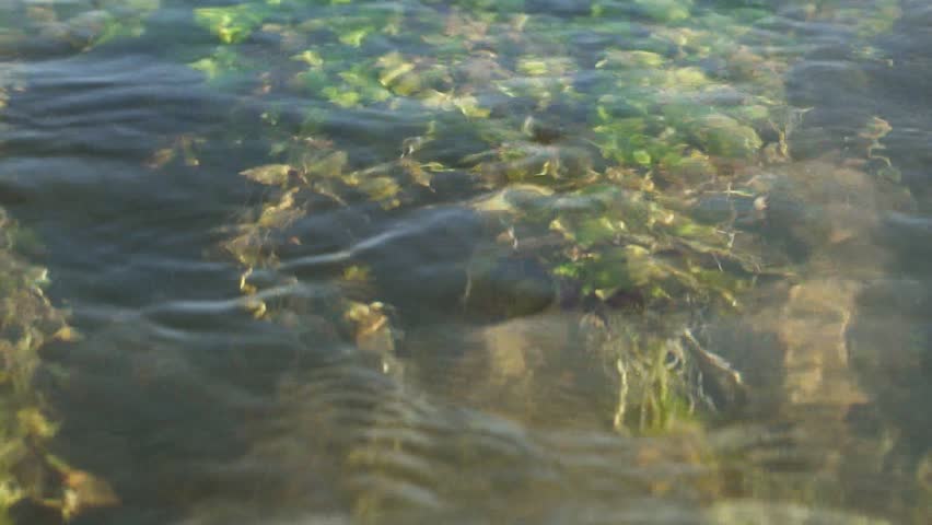 Cristal water streaming on river reflecting sunlight over riverbed with foliage and algae