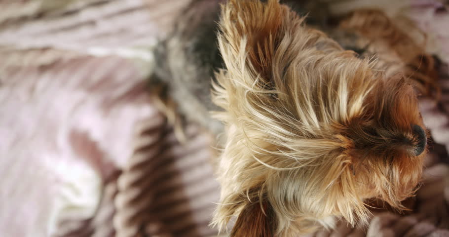 Cute yorkshire terrier dog portrait. Cute furry, fluffy little dog face. Dog want for a walk. Looking at the camera, looking up, top view. Close up domestic pet muzzle, sweet dog. Vertical view