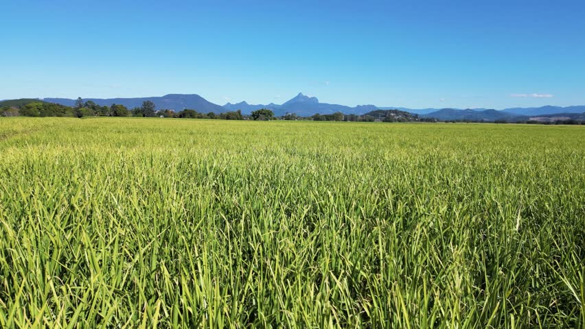 Cinematic view looking out over an iconic Australian sugar cane field with the sacred indigenous Wollumbin (Mount Warning) in the distance.