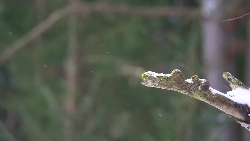 Tawny owl touch down tree branch with snow in slow motion. Small brown owl landing in winter forest. Bird landing in european wildlife nature. Strix aluco.