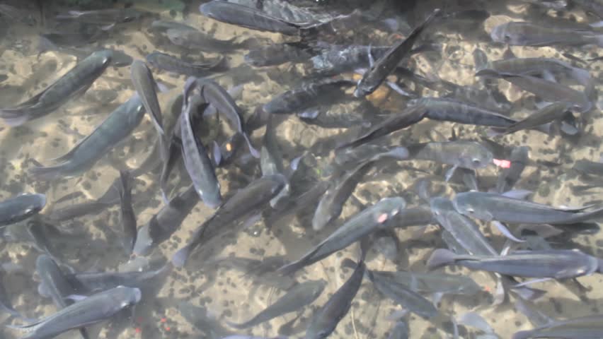 Many tilapias swimming in a stream, tilapias are freshwater cichlid fish belonging to the subfamily Pseudocrocidolita and in particular to the genus Tilapia. | Shutterstock HD Video #1107554385