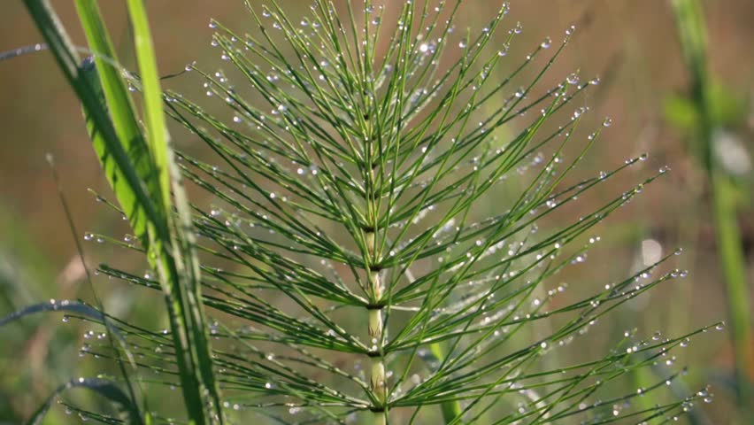 Stunning footage of a plant in morning dew at sunrise reveals natural beauty and freshness. The footage was filmed in Slovenian countryside during the summer in beautiful golden sunrise.