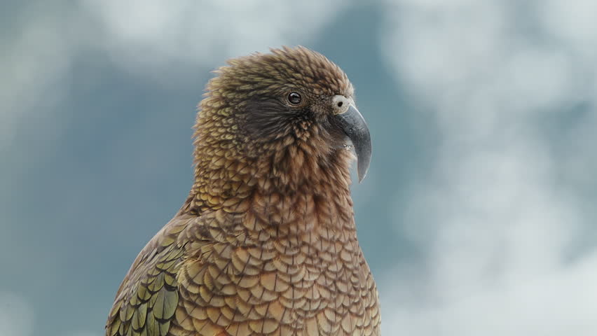 Close-up Portrait Of A Kea Bird, A Large Species Of Parrot Found In Alpine Regions Of New Zealand.