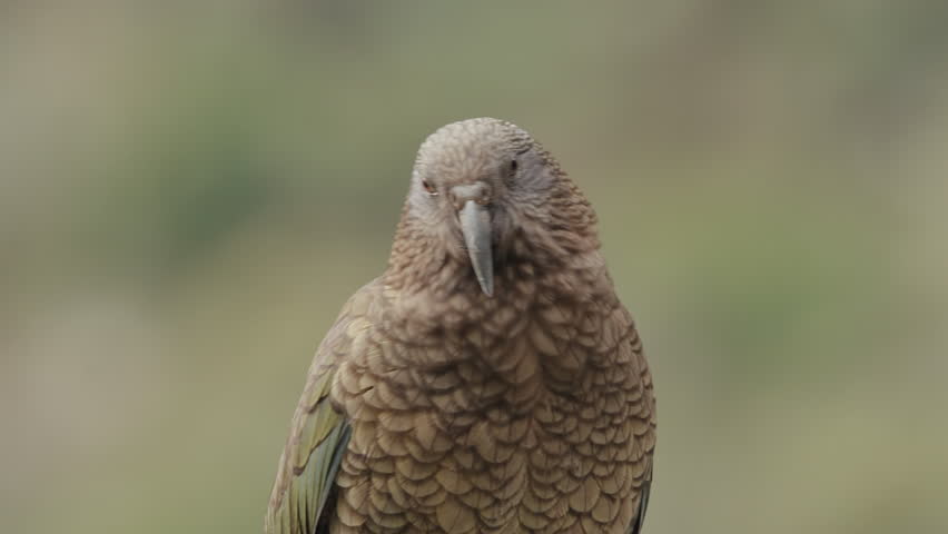 Close-Up Portrait Of Kea (Alpine Parrot) Bird In Fiordland National Park In New Zealand.  Royalty-Free Stock Footage #1107556935