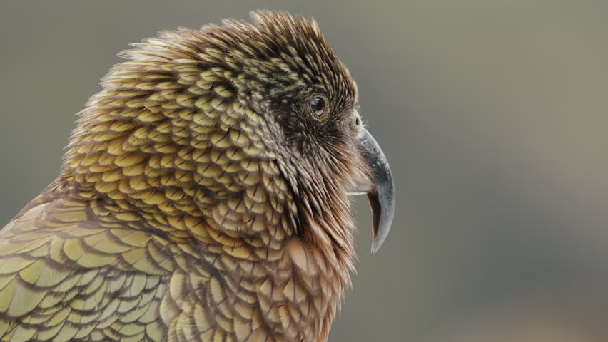 Kea Bird, The Alpine Parrot Species In Fiordland National Park, New Zealand. Close Up Royalty-Free Stock Footage #1107557301