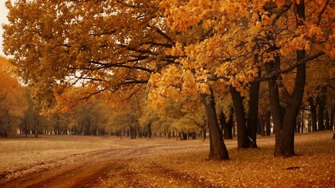 Beautiful autumn scenery. Flight over the forest in fall season. Road with moving cars inside the woodland. beautiful autumn forest, with dense colorful trees. Autumn late afternoon in a dark park. Stock Video