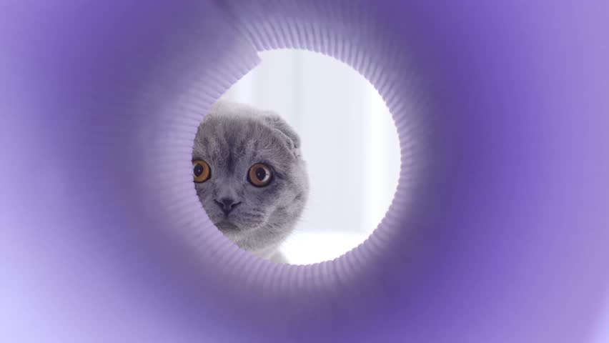 A Scottish cat plays with its owner, he climbs into the play tunnel. A beautiful Scottish fold cat Royalty-Free Stock Footage #1107563811
