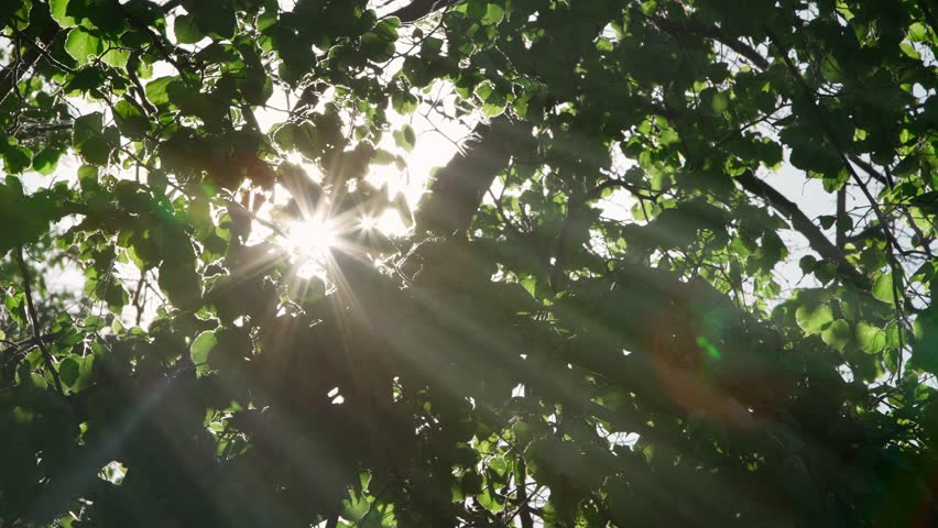 Warm Season Sun Shining Through Tree. Summer Weather. Sunny Day in Forest. Rays Through Green Leaves on Branches. Bottom Up View of Scorching Sun Standing Under Tree in Park. Hot Summer. Hide in Shade Royalty-Free Stock Footage #1107567073