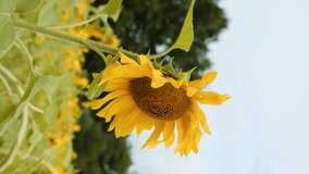 a large blooming sunflower in a sunflower field on a forest background. cloudy weather vertical video. close-up - Powered by Shutterstock - Get 15% off with code: PIKWIZARD15