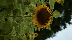 large blooming sunflowers in a sunflower field on the background of the forest. cloudy weather vertical video. close-up focus transition - Powered by Shutterstock - Get 15% off with code: PIKWIZARD15