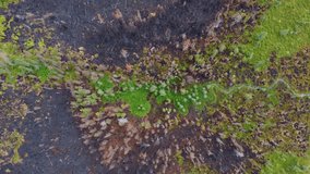 Drone headshot of the forest fire boundary, separating the green and dry parts. Trees in a forest wither and dry as a result of fires in Québec Province, Canada.