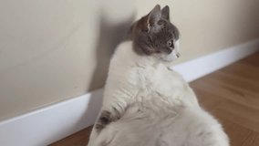 funny cat sits like human. white gray cat sits against the wall in the corridor in the pose of a man. cat funny video sitting looking at the camera lifestyle