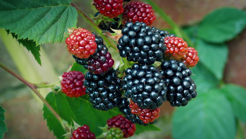 Blackberry Fruits In The Garden Closeup
