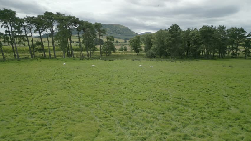 Flying towards then over tree line towards hill Great Mell Fell on overcast summer day. English Lake District, Cumbria, UK.