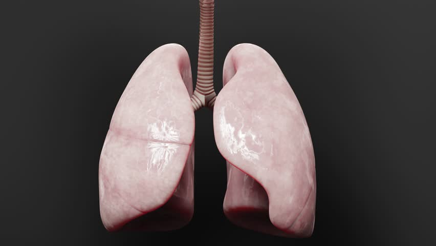 Pneumonia illness, healthy lungs and disease lungs, Human Lungs cancer, Cigarette smokers Lung disease, cancerous malignant tumor growing and spreading, respiratory system, asthma infection, 3d render Royalty-Free Stock Footage #1107581981