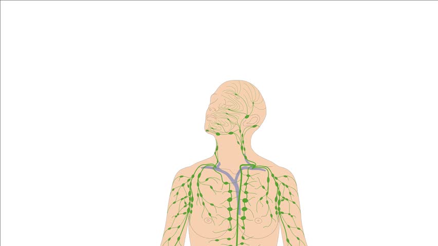 Graphic animation teaching material: Lymphatic system - human lymphatic system - lymphatic vessels in the human head Royalty-Free Stock Footage #1107582169