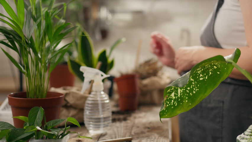 Gardening, a pregnant girl diligently sprays watering plants on the kitchen table. Tracking shot professional plant advisor watering plants with a sprayer Apply various garden tools, ecology Royalty-Free Stock Footage #1107582775