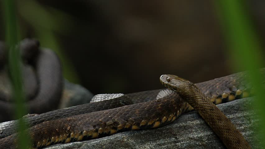 Water Snakes (aka Grass Snakes) coiled on some boulders sun bathing