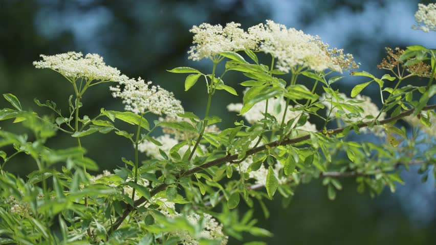 Elder flower in bloom. Botany science. Bokeh and parallax effect Royalty-Free Stock Footage #1107583603