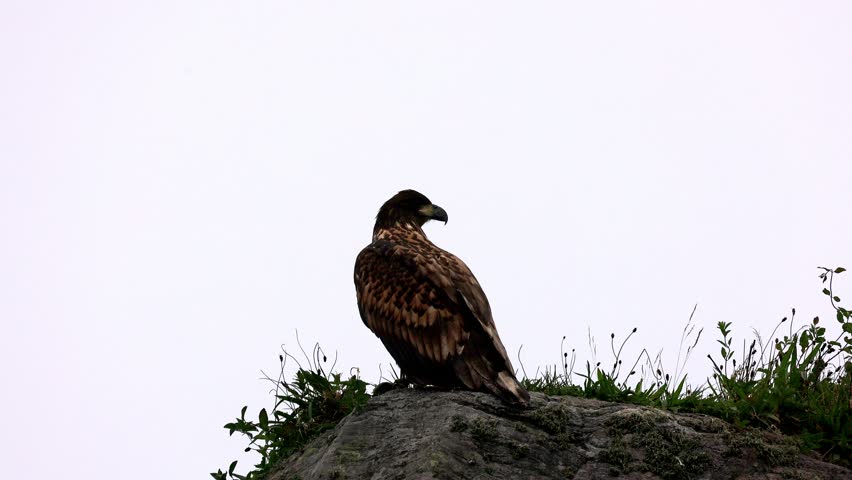 White Tailed Eagle sitting on a rock