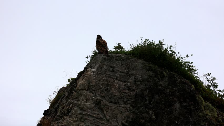 White Tailed Eagle sitting on a rock