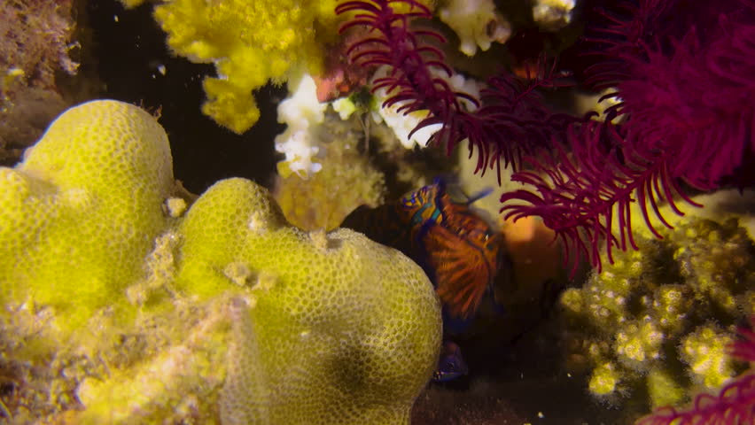 Male Mandarinfish circles yellow hard coral at twilight in Indo-Pacific. To the right a feather star.