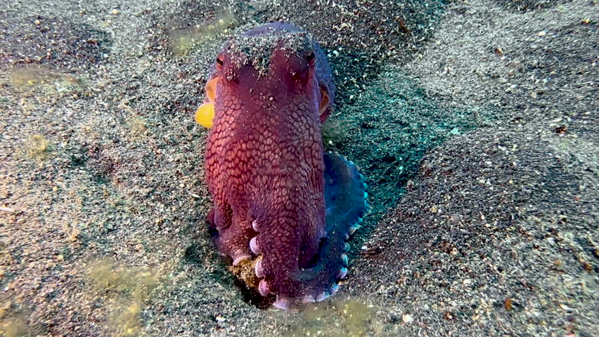 Coconut octopus without any protective shelter walking over sandy seabed in the open. Octopus has reddish tint, shot during daylight, close-up shot. Royalty-Free Stock Footage #1107588305