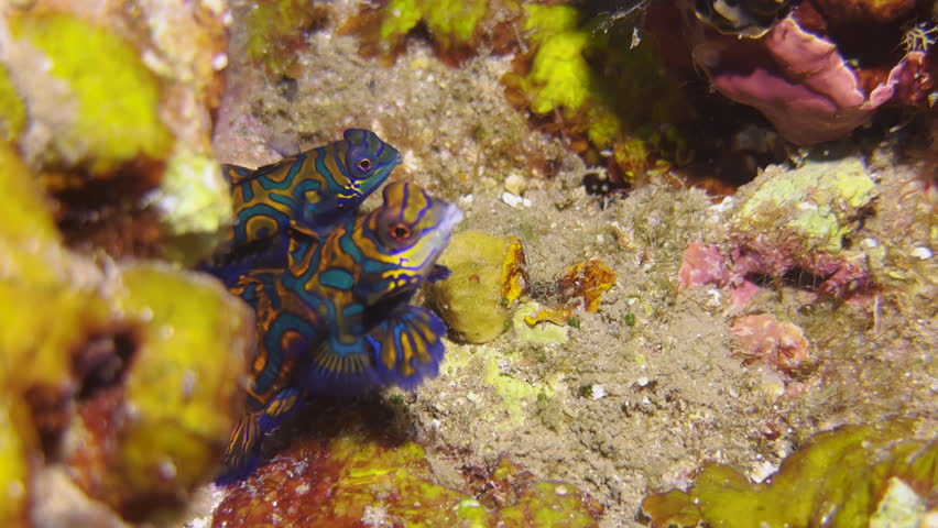 Male and female mandarin fish meander through a colorful coral reef dominated by yellow and pink. It is already night and mating is imminent