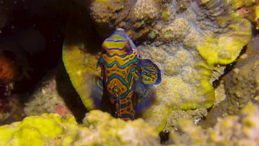Male mandarin fish moves through colorful coral reed dominated by yellow hard corals. Shot after sunset in tropical indo-pacific.
