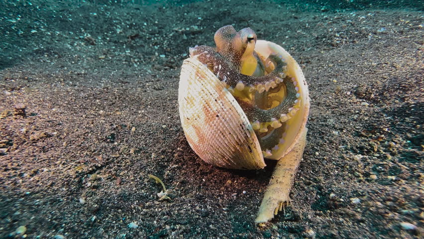 Coconut octopus peeks out of a half-closed clam shell. Opens the shell and walks away using tentacles as legs while holding the shell halves with the remaining arms. Shot during daylight on dark sand Royalty-Free Stock Footage #1107588463