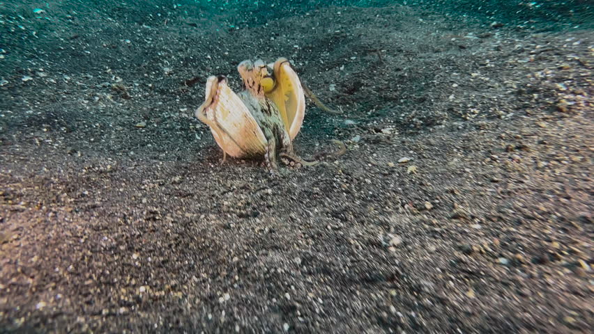 Coconut octopus walking over sandy seabed carrying around two shell halves. Holds them in place using suction cups of its tentacles. Octopus stops, repositions tentacles inside the shell. Royalty-Free Stock Footage #1107588613