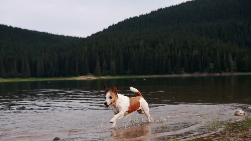 the dog jumps on the water. Active and funny jack russell terrier on the lake Royalty-Free Stock Footage #1107591469