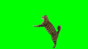 Bengal cat standing on hind legs with front paws leaning on the platform and raising one paw up on green screen isolated with chroma key.