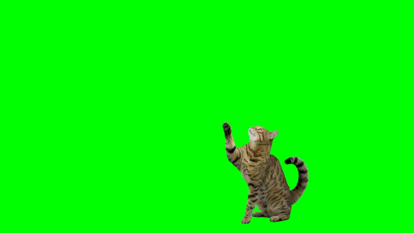 Bengal cat raises his paw and jumps up onto platform and sits down on green screen isolated with chroma key. Royalty-Free Stock Footage #1107591507