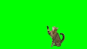 Bengal cat raises his paw and jumps up onto platform and sits down on green screen isolated with chroma key.